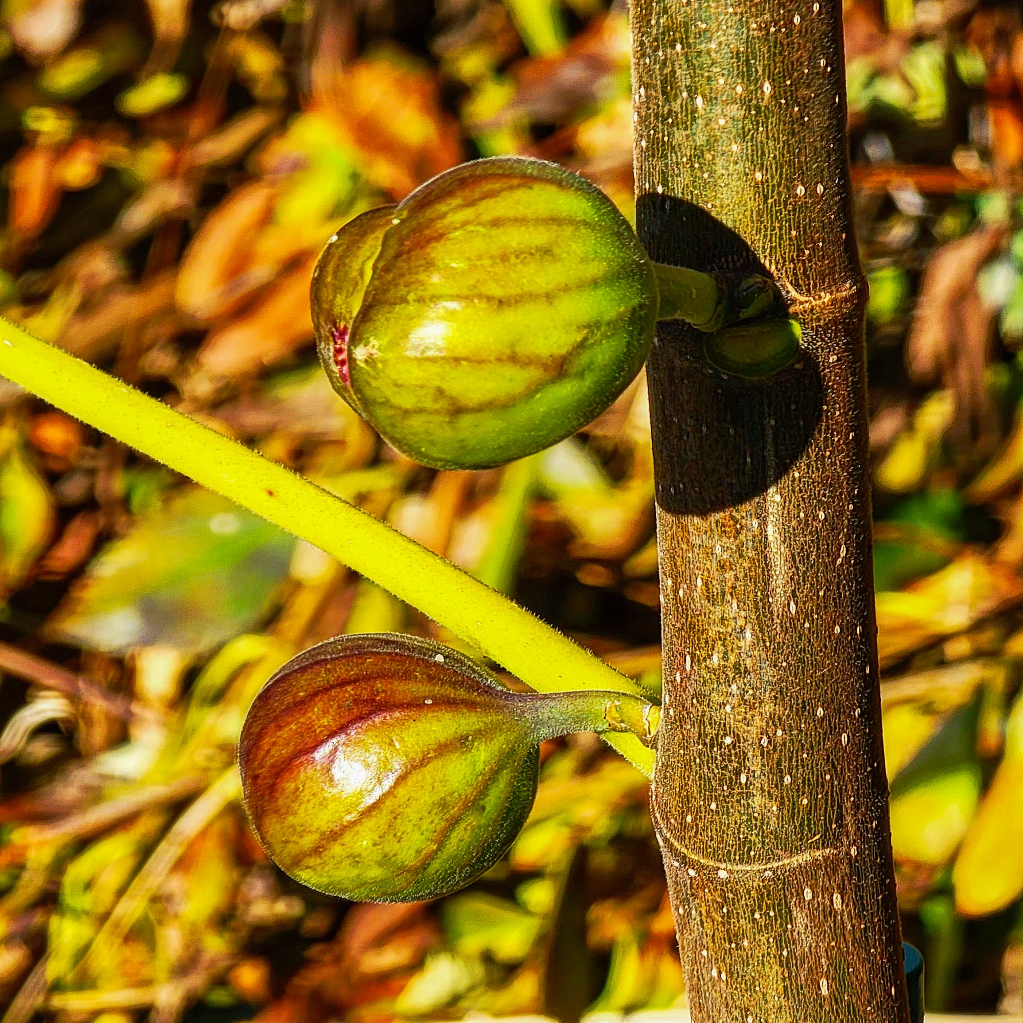 Ripening Figs on Tree