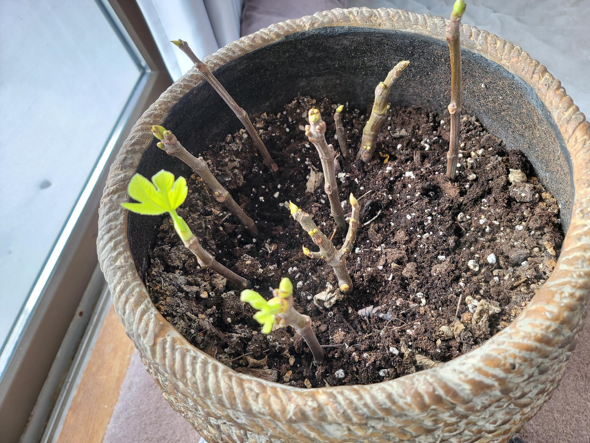Fig Cuttings With Leaves