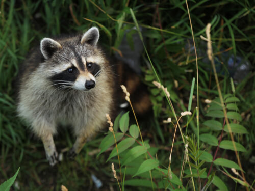 5 Raccoon Repellants that Didn't Work (and One That Did)