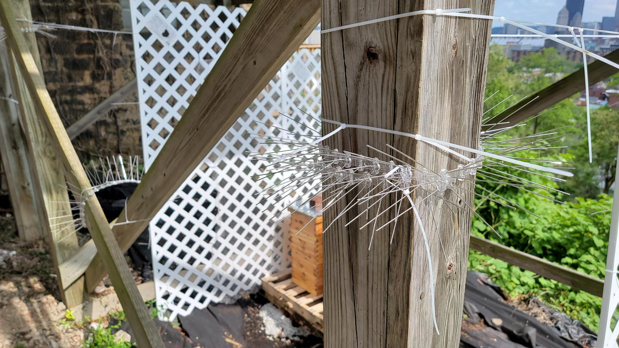 Spike Strips Stopped a Raccoon in a Garden