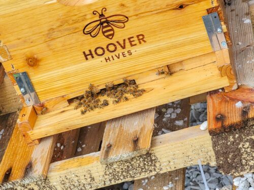 Hoover Hives Review – The Best Beehive For Beginners