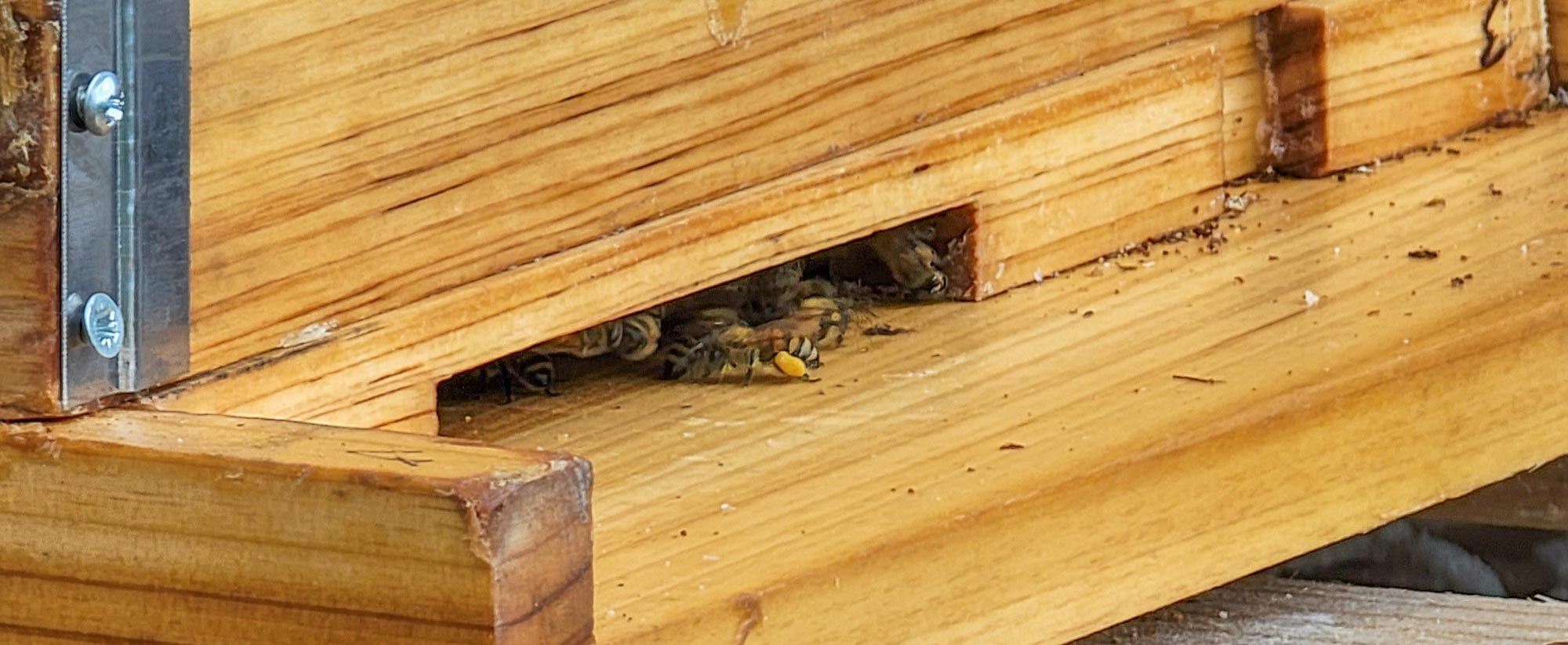 Bee Bringing Pollen into Hive