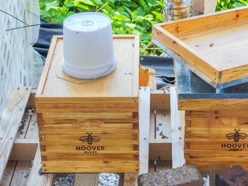 Why We Chose Bee Hive Top Feeders Over Entrance Feeders