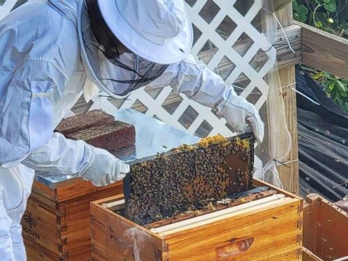 Should I Have Bee Hives if I Am Allergic to Bees? No!