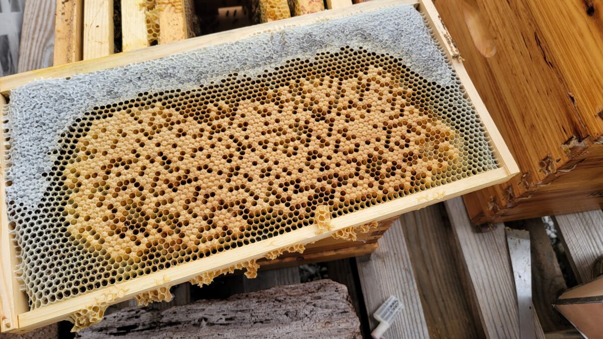 Brood pattern on a bee frame