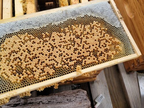 How Long Until a Beehive Pays Itself Off? It Really Depends