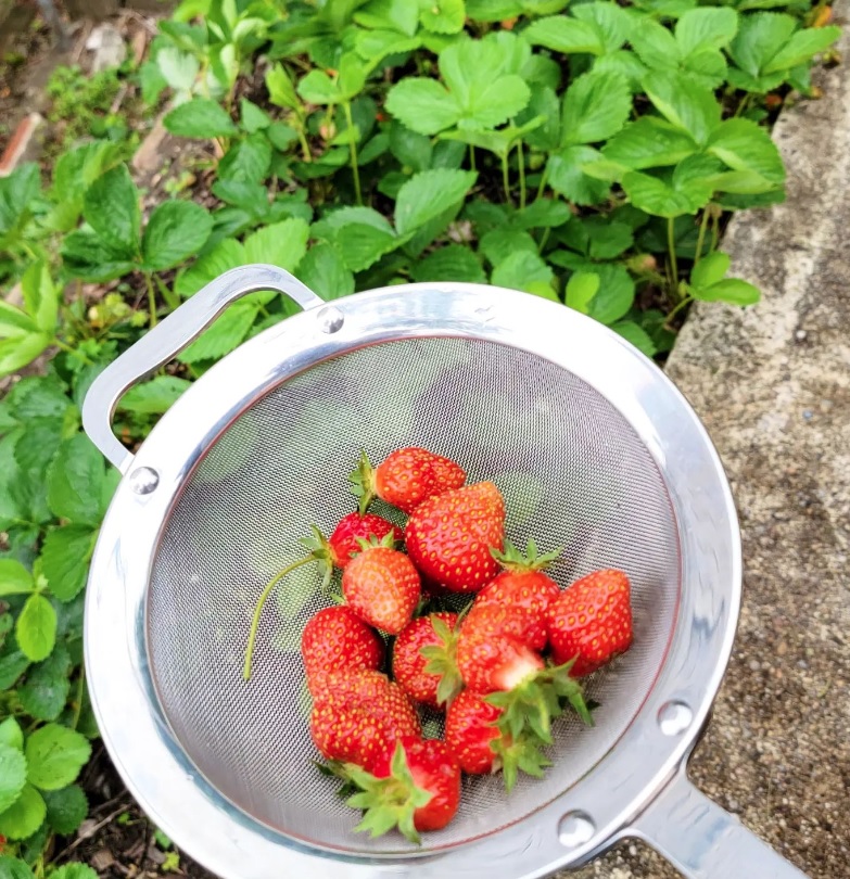 Strawberries in a Garden Patch