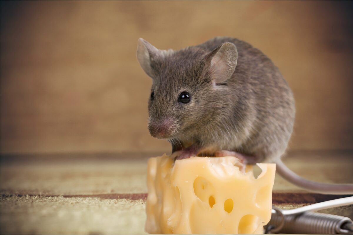 Mouse on a Piece of Cheese
