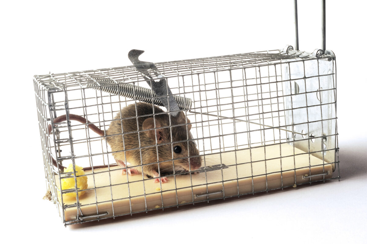 Humane Mouse Trap