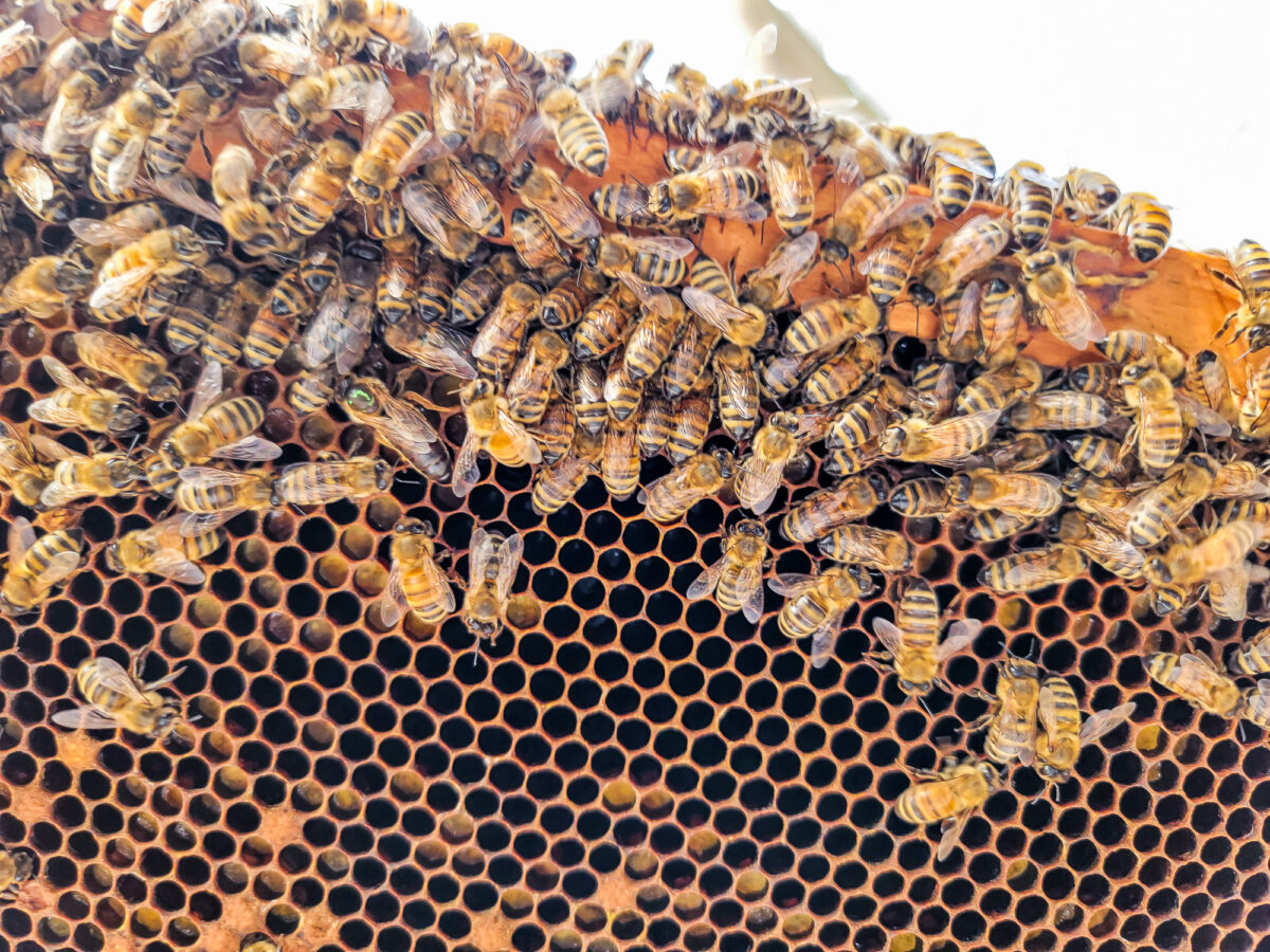 Queen Bee on Bee Frame