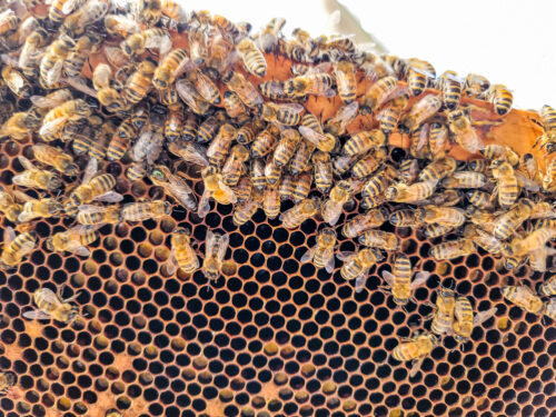 7 Things Every New Beekeeper Should Be Aware Of