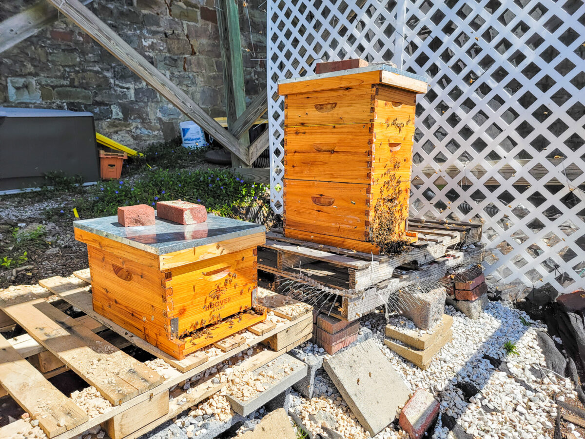 Two Bee Hives are Better Than One