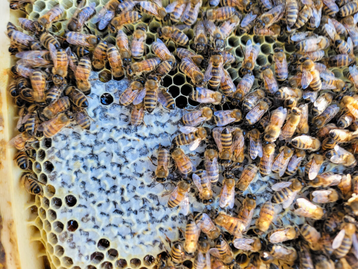 Bee Frame with Capped Honey