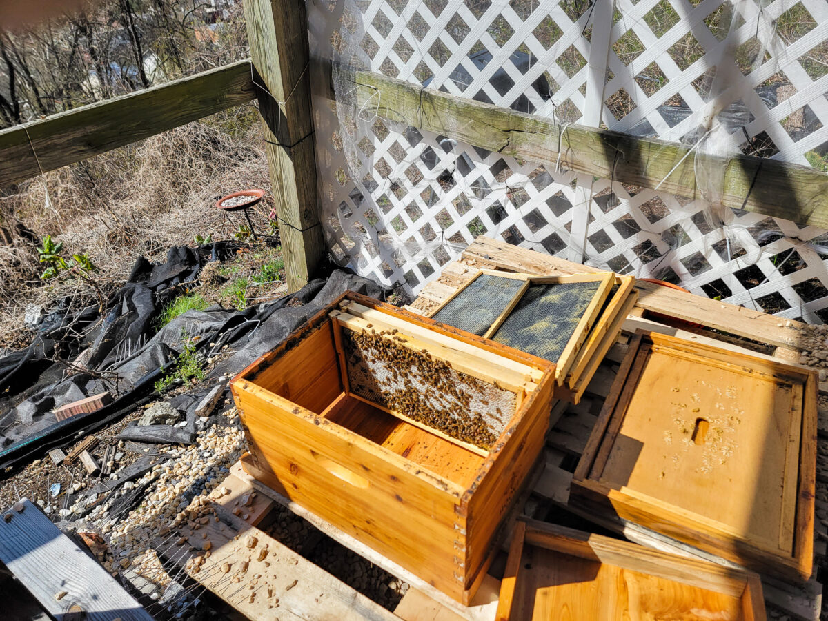 Split Beehive Box
