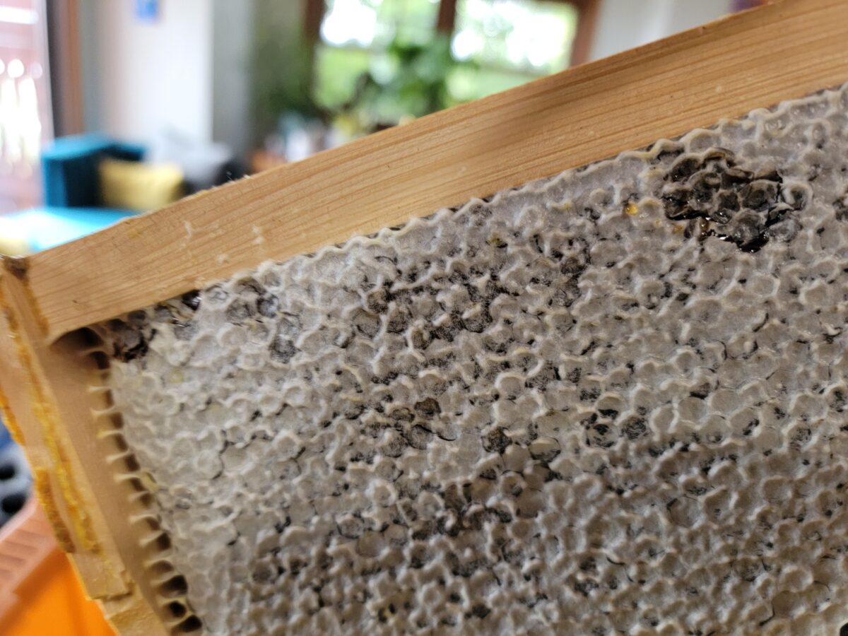 Bee Frame With Honey