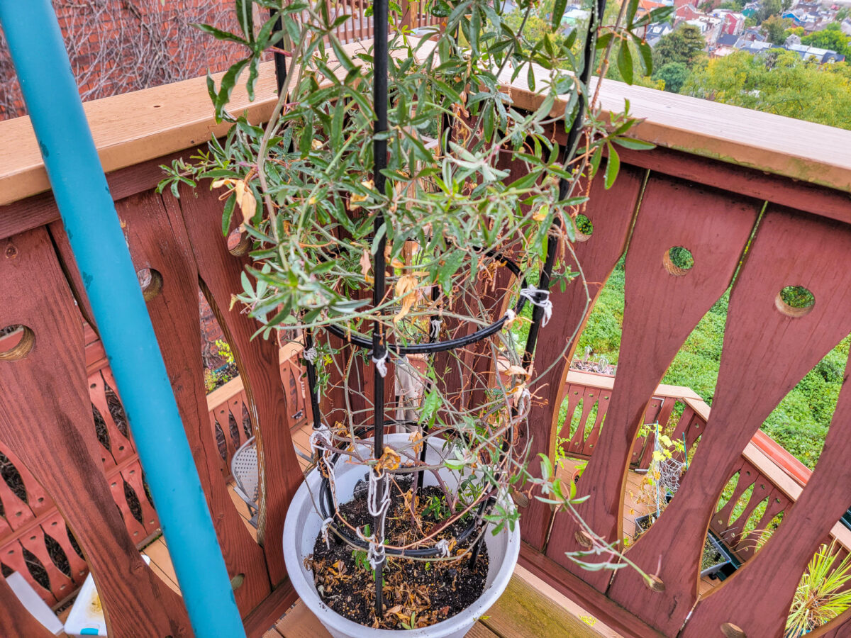 Dying Passionfruit Vine