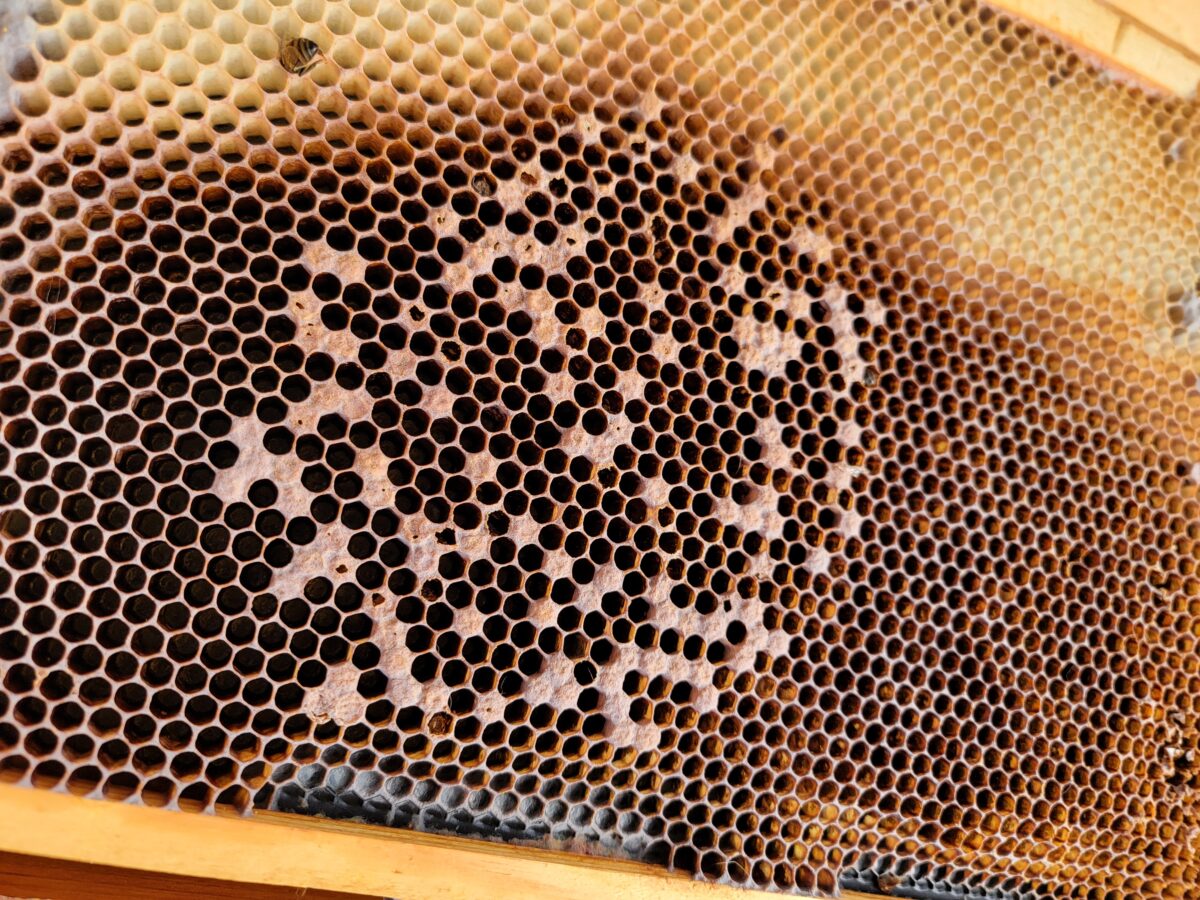 Dead beehive frame