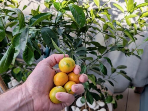 5 Excellent Nurseries We Buy Plants From Online