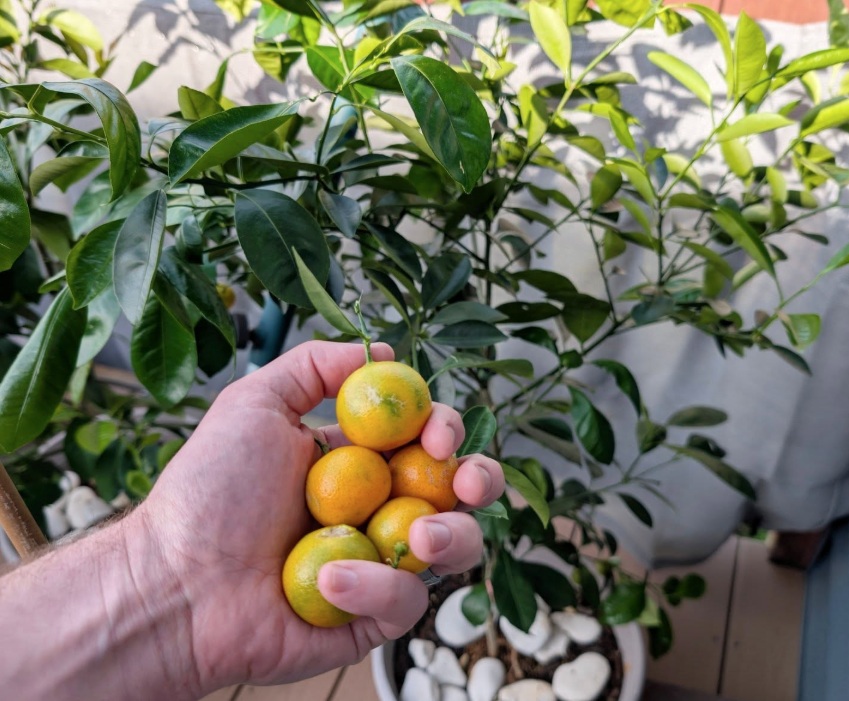 Calamansi Harvest Calamansi Harvest