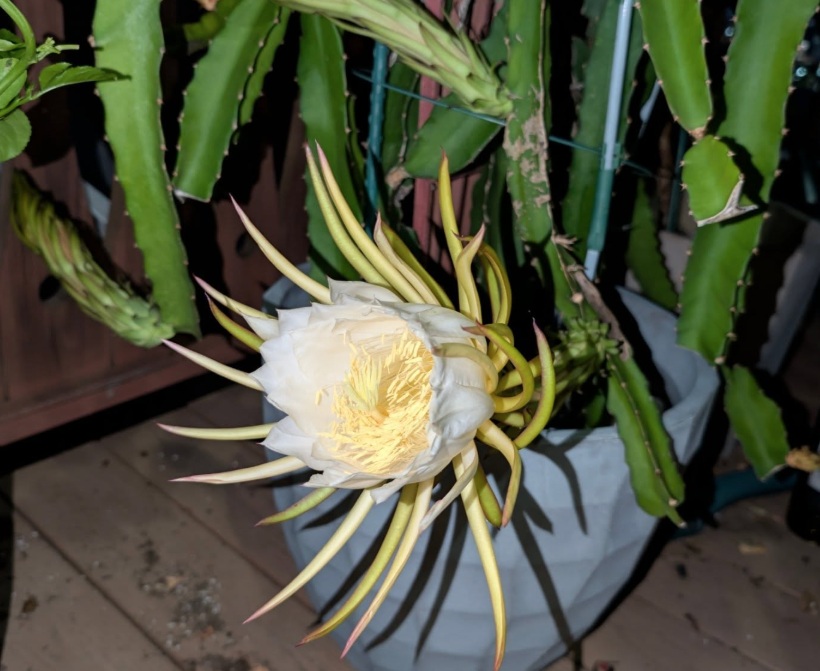 Dragonfruit Flower Dragonfruit Flower
