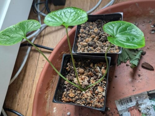 5 Tips on How to Successfully Root Wasabi Plant Starts