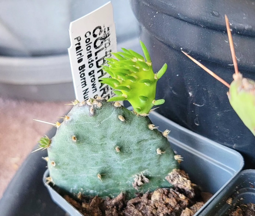 Cold Tolerant Cactus Cold Tolerant Cactus