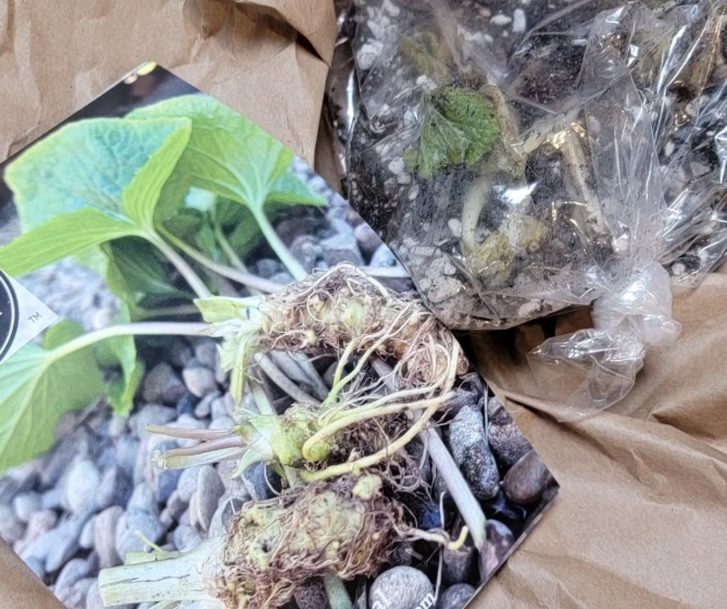 Wasabi Cuttings Wasabi Cuttings