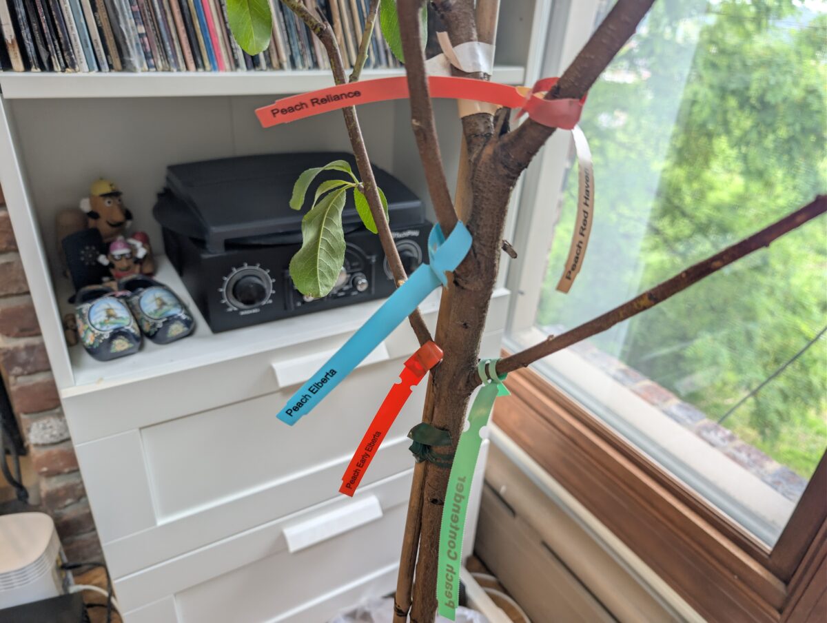 Labeled combination fruit tree Labeled combination fruit tree