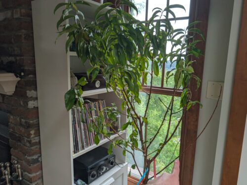 5 Things to Keep in Mind When Buying Combination Fruit Trees