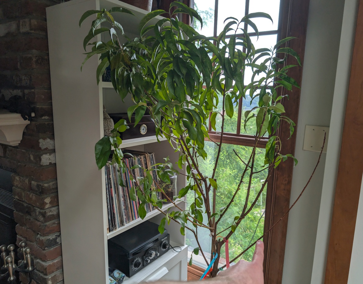 5-in-1 Peach Tree with a Dead Graft 5-in-1 Peach Tree with a Dead Graft
