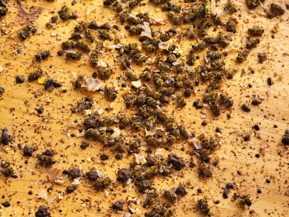 Dead Bees Dead Bees