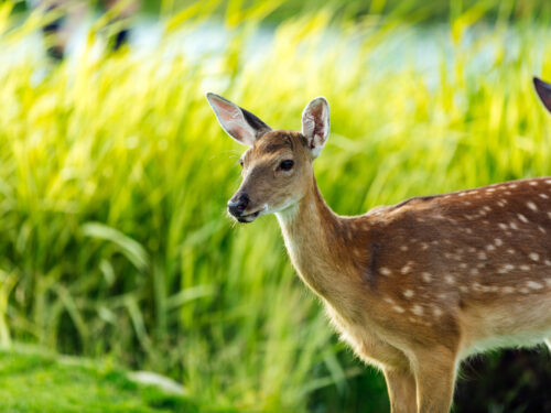 5 Deer Repellants to Protect Your Garden (and Which Work)