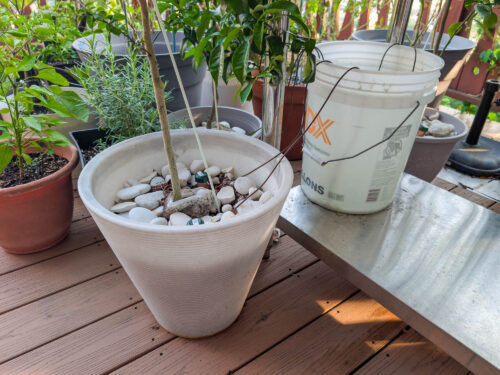 5 Tips for Getting the Most Out of Self-Watering Stakes