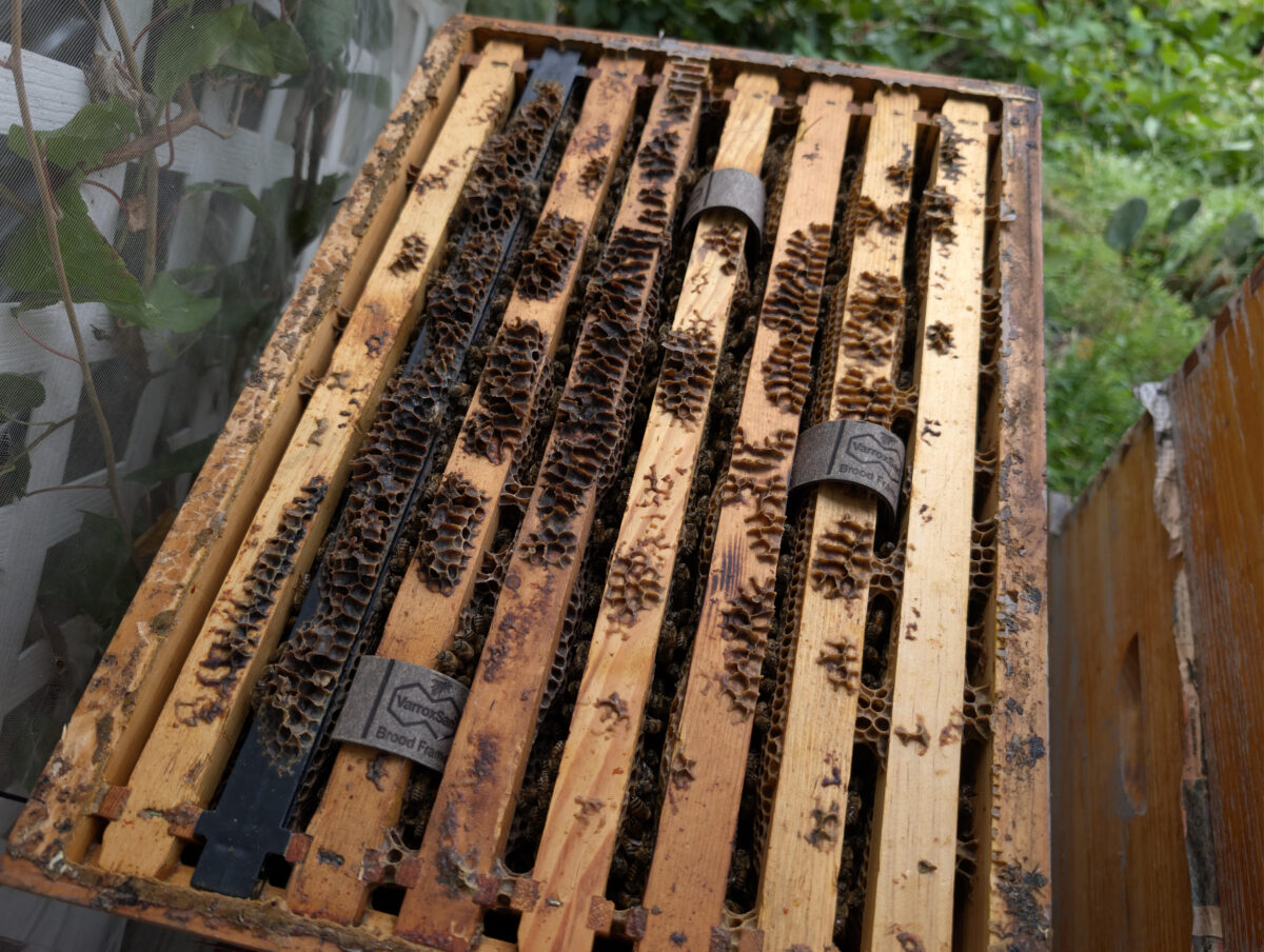 Varroa Strips Installed Varroa Strips Installed