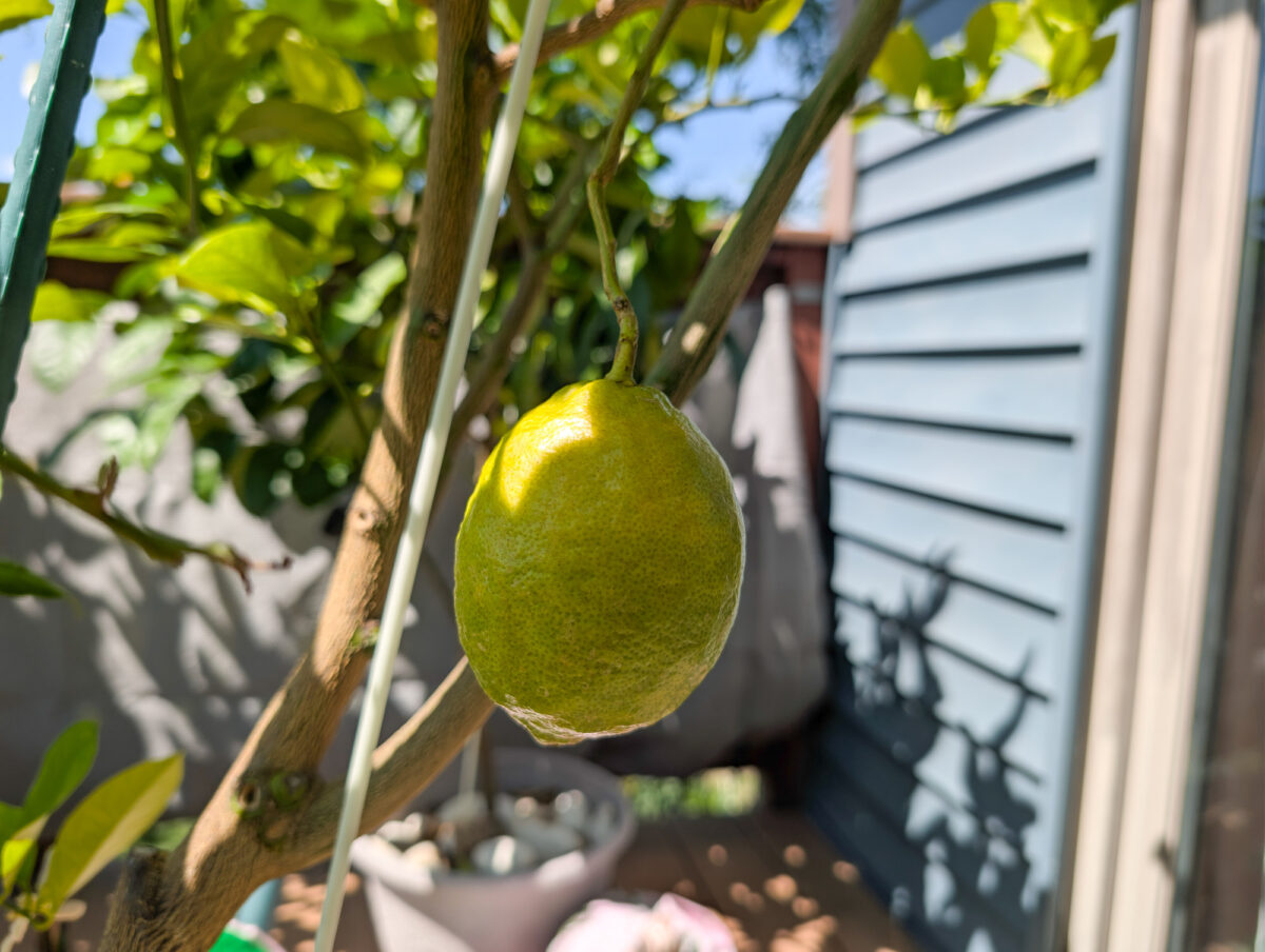 Ripening lemon Ripening lemon