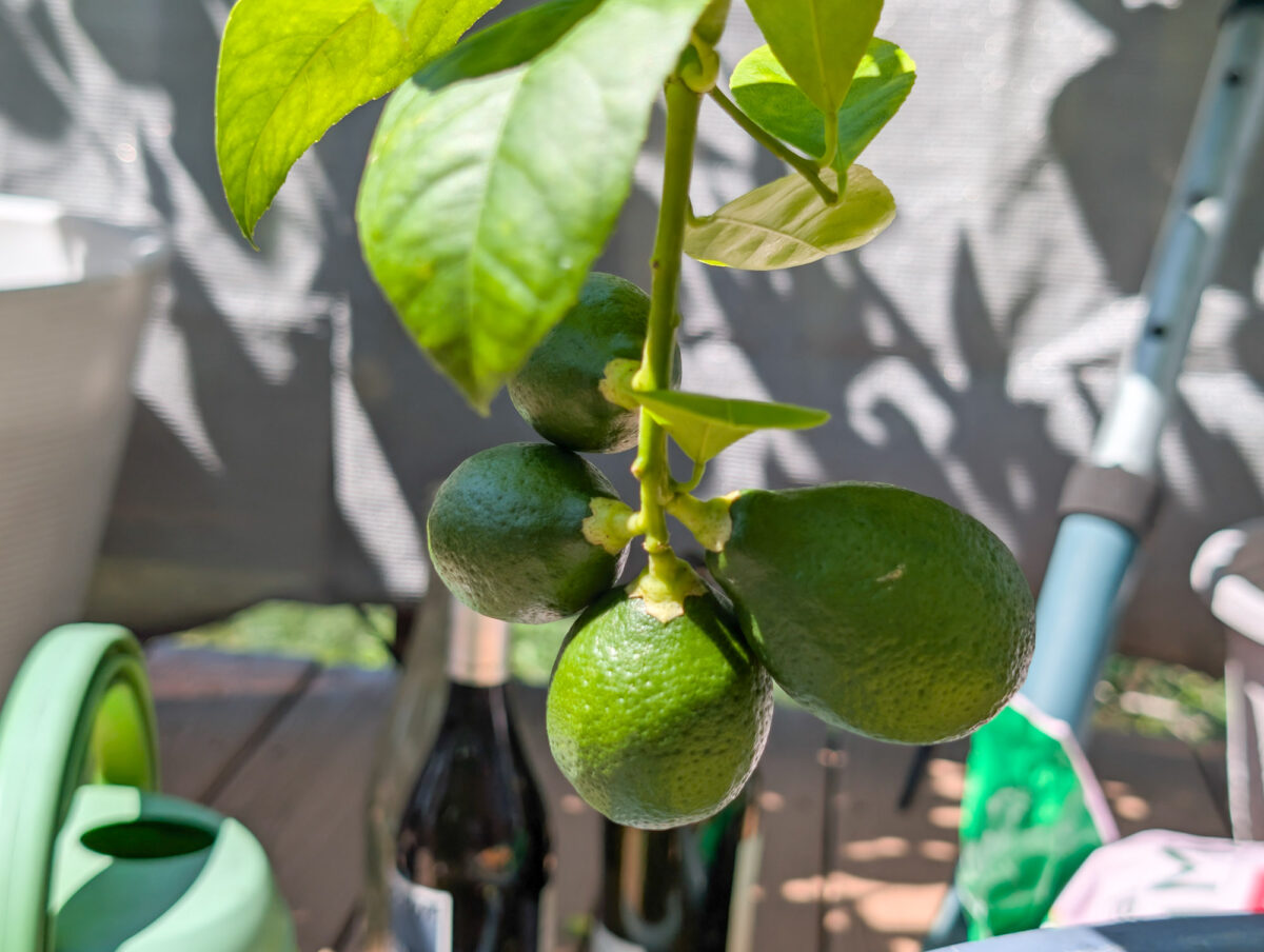 Many green Meyer lemons Many green Meyer lemons