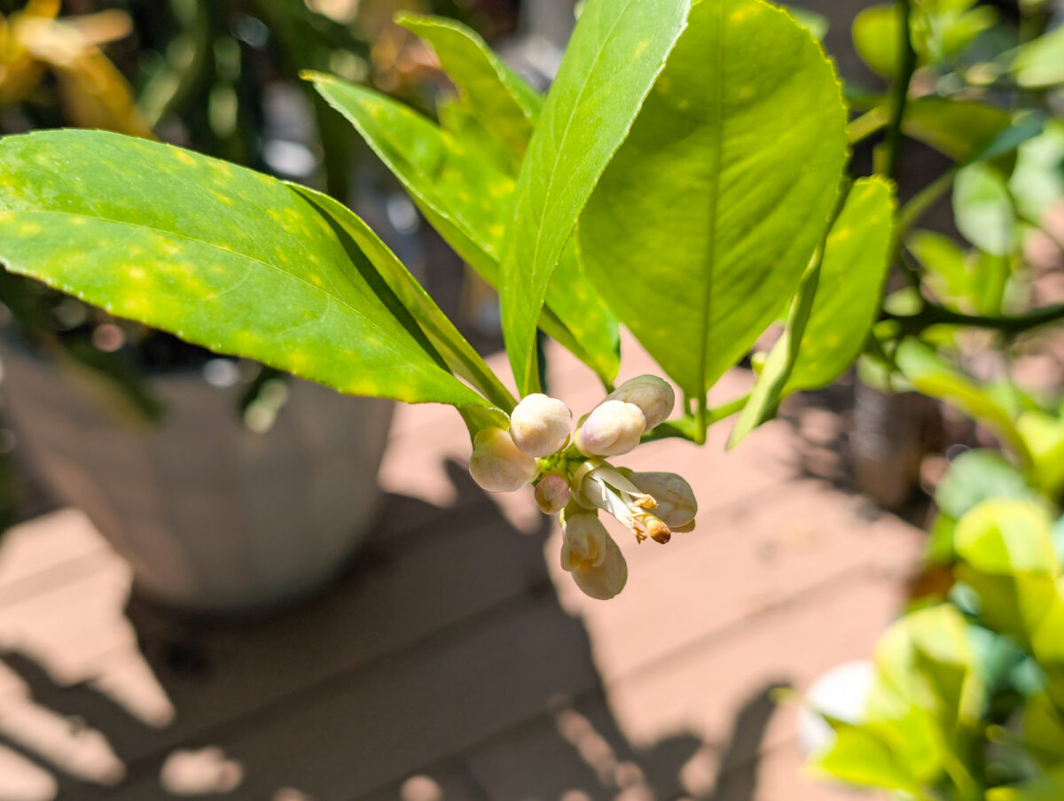 Lemon flowers on the tips of new growth Lemon flowers on the tips of new growth