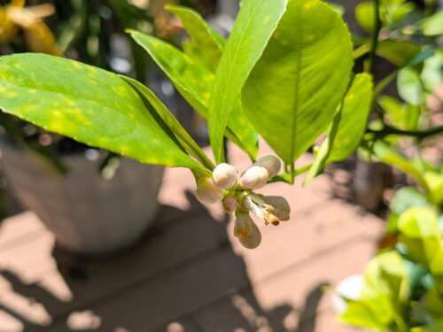 5 Reasons Your Fruit Trees, Bushes, and Vines May Not Fruit