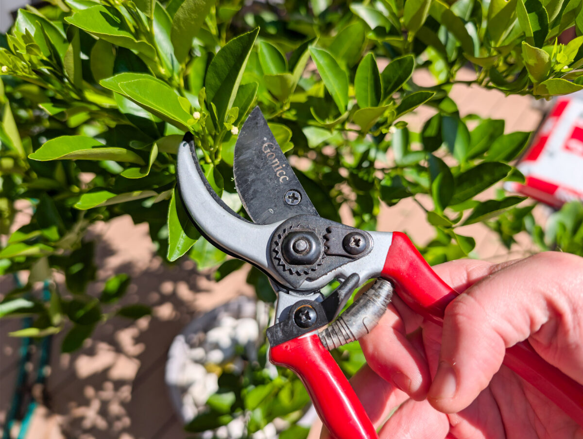 Pruning a citrus tree Pruning a citrus tree