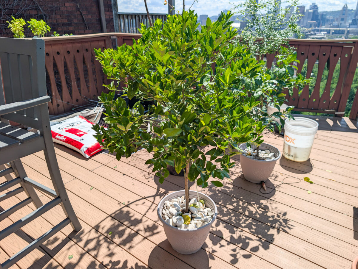 Beautifully pruned calamansi tree Beautifully pruned calamansi tree