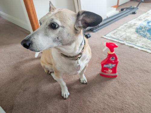 3 Ways to Clean Dog Stains Out of Carpet – What Worked Best